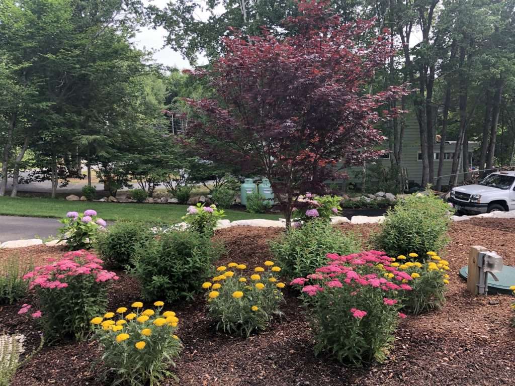 Colorful residential flower garden and landscape installation featuring Japanese maple tree, hydrangeas, yarrow, flowering perennials, fresh mulch beds, and layered foundation plantings in New Hampshire