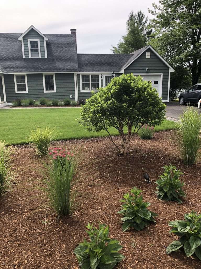 Specimen plant with lighting