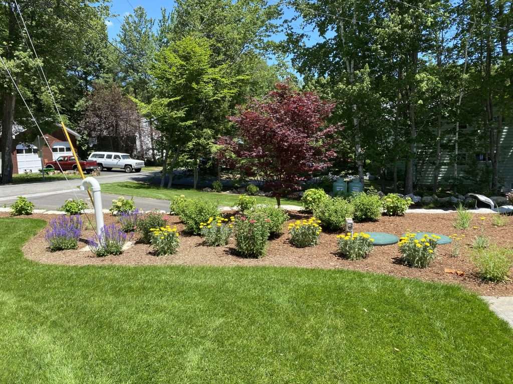 Front yard foundation landscaping with flowering perennials, ornamental trees, and fresh mulch beds by Landscapes by Tom in New Hampshire