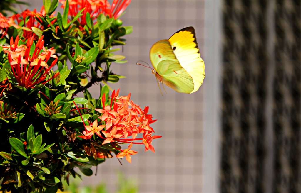 Yellow butterfly visiting vibrant flowering garden plants in a colorful pollinator-friendly landscape designed to support butterflies, bees, and seasonal garden beauty