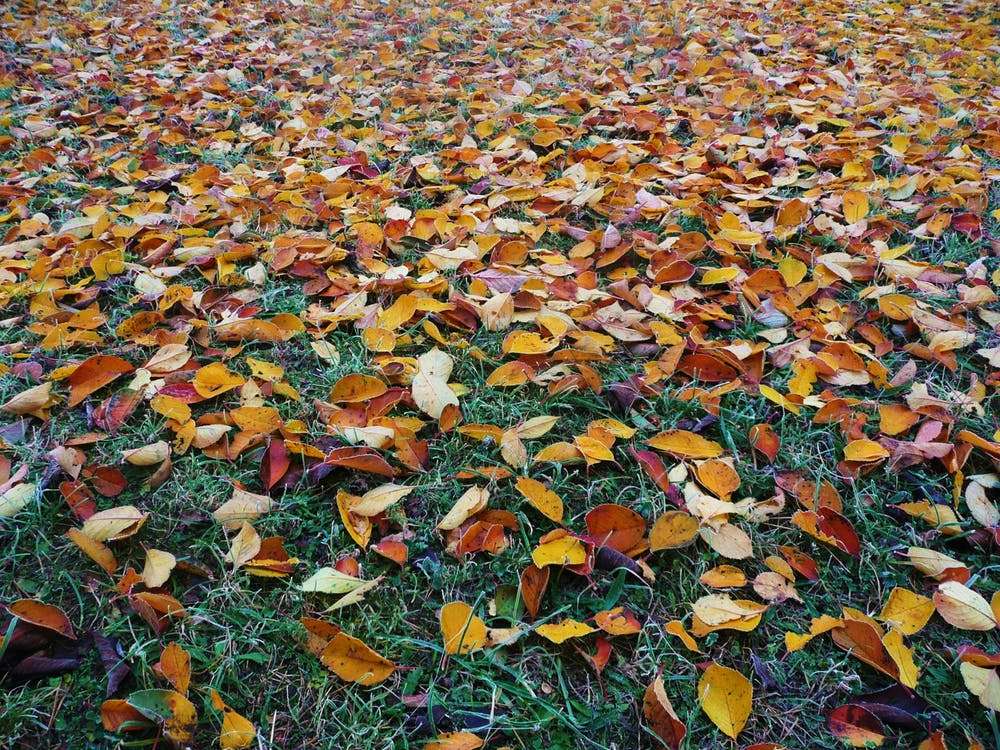 Colorful autumn leaves scattered across a grassy lawn, showcasing seasonal fall foliage with rich orange, yellow, and red tones covering the landscape