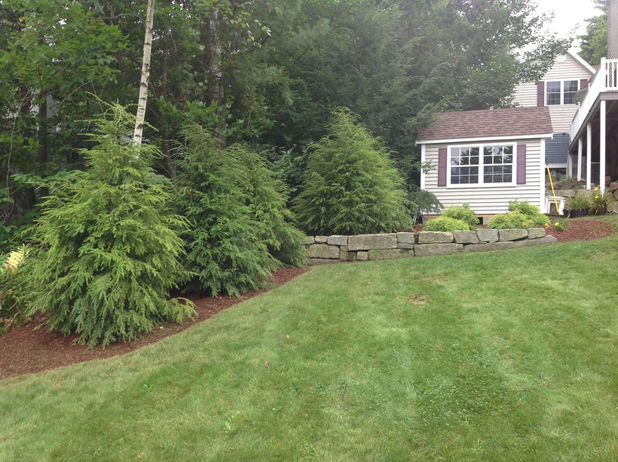 Evergreen privacy landscaping with natural cedar screening trees, curved granite retaining wall, fresh mulch beds, and sloped lawn design creating a secluded and attractive backyard landscape