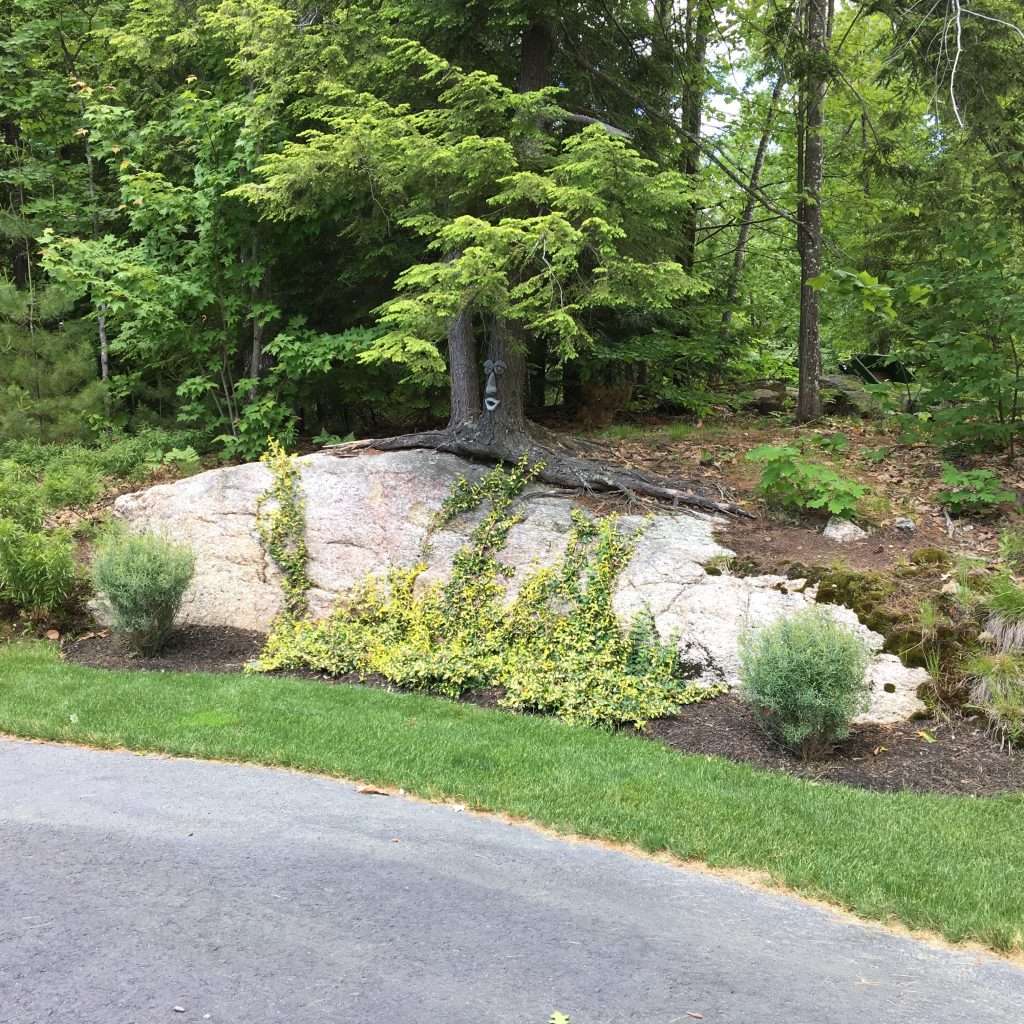 landscaped area with plantings
