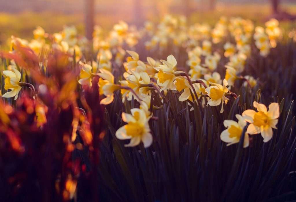 Blooming yellow and white daffodils glowing in warm sunset light, creating a colorful spring garden scene filled with seasonal beauty and natural texture