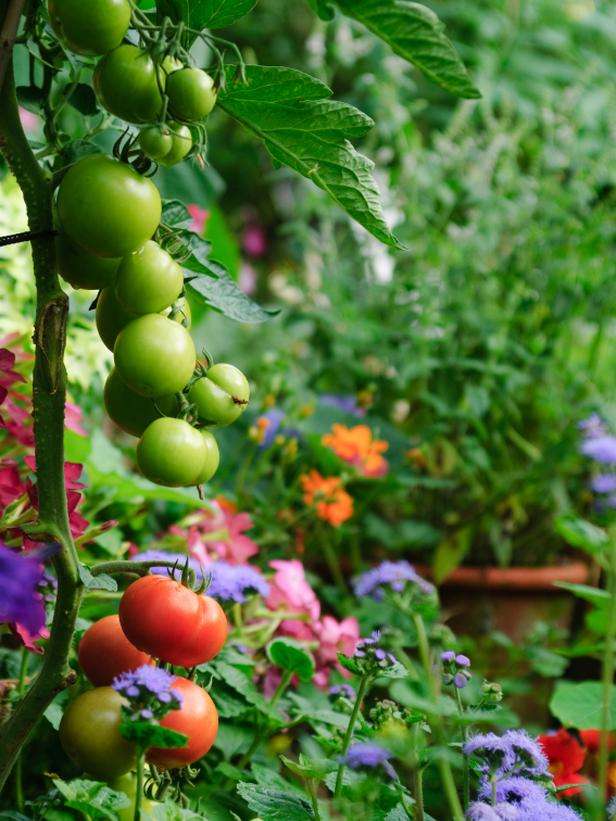 Edible garden landscaping featuring raised planting beds, herbs, vegetables, flowering perennials, and sustainable outdoor living design for a beautiful and functional New Hampshire landscape