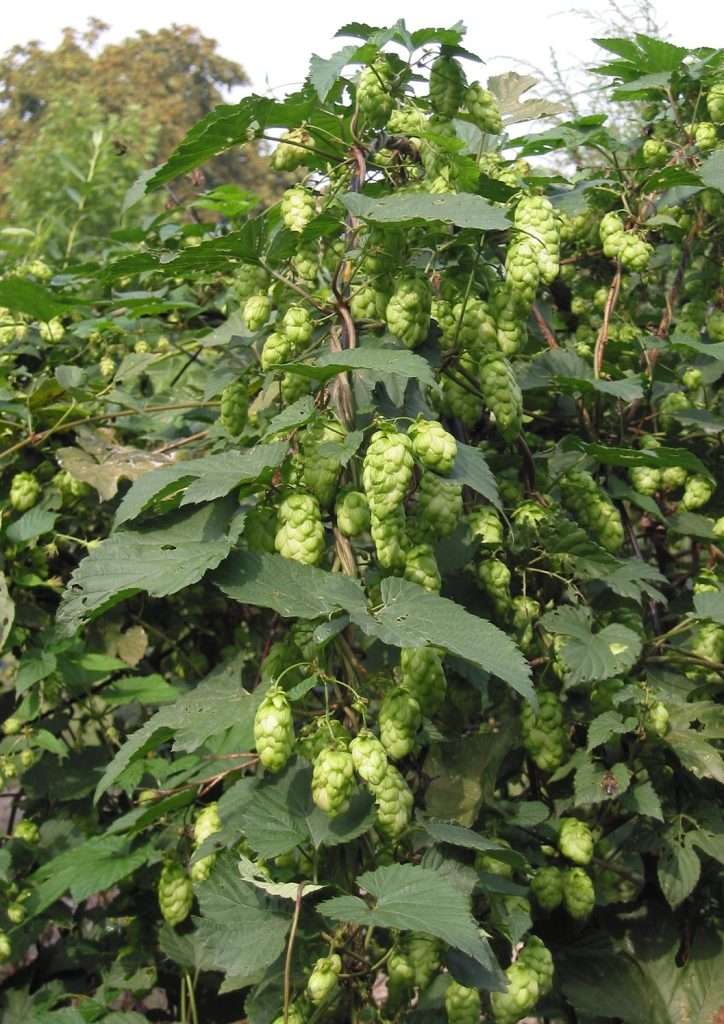 hops