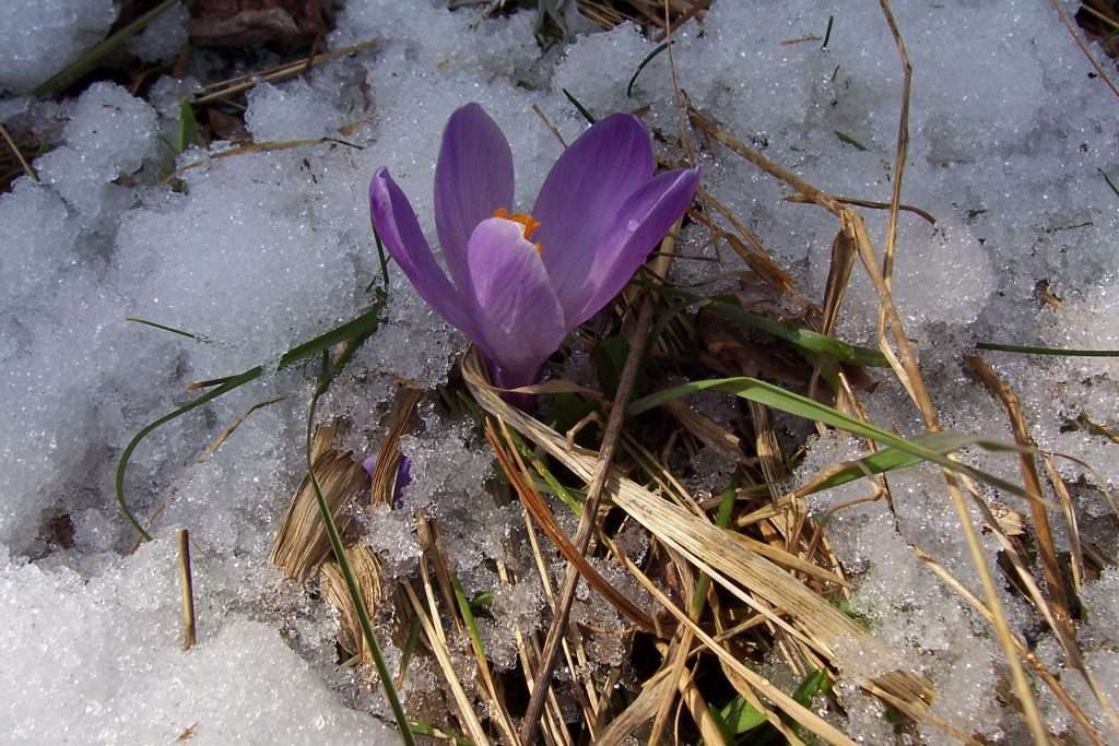 Spring thaw landscaping inspiration featuring melting snow, fresh lawn growth, natural stone hardscaping, drainage planning, and outdoor living upgrades for New Hampshire waterfront and Lakes Region homes by Landscapes by Tom