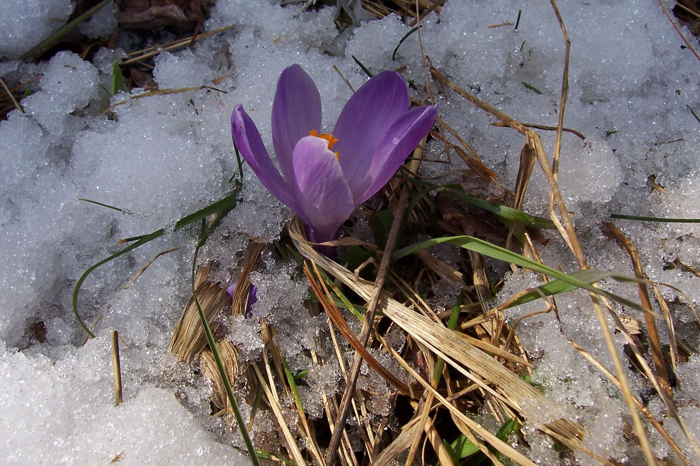 Spring thaw landscaping inspiration featuring melting snow, fresh lawn growth, natural stone hardscaping, drainage planning, and outdoor living upgrades for New Hampshire waterfront and Lakes Region homes by Landscapes by Tom
