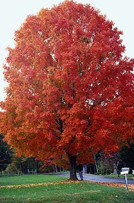 sugarMapleTree