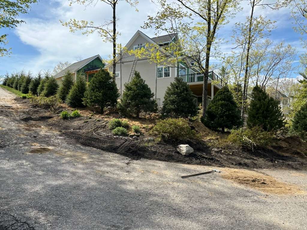 privacy plantings